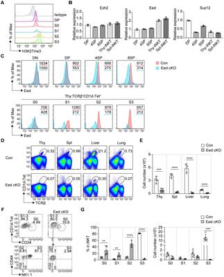 Eed-dependent histone modification orchestrates the iNKT cell developmental program alleviating liver injury